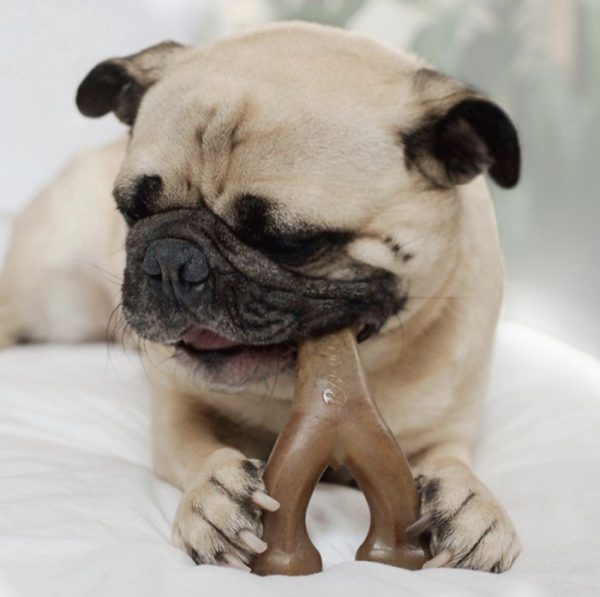 Benebone Wishbone Bacon Tough Chew Dog Toy Mainan Anjing Gigit Tulang - Image 2