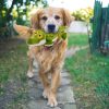 All For Paws AFP Ultrasonic Dog Toys Mainan Anjing Plush Silent Squeaker - Image 2
