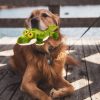 All For Paws AFP Ultrasonic Dog Toys Mainan Anjing Plush Silent Squeaker - Image 4