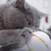 All For Paws AFP Rolling LED Laser Ball Interactive Cat Toy Mainan Kucing Interaktif Bola Laser Gerak - Image 6