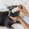 Fera Pets Organic PawBiome Organik Pet Paw Nose Balm Dogs Cats Balsam Balsem Kulit Kering Anjing Kucing Iritasi Gatal - Image 3
