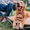 Benebone Fishbone Dog Dental Chew Toy Mainan Gigit Anjing Dental Fish Salmon Flavor Small Medium Large Giant Dog - Gambar 6