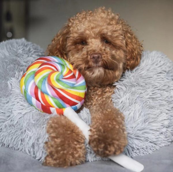 P.L.A.Y. Pet Play Snack Attack Mainan Boneka Anjing Lollipop Lollipup - Image 3