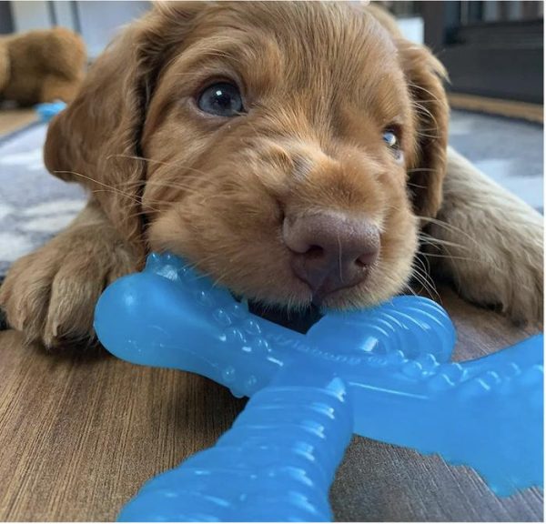 Nylabone Puppy Teething X Bone Mainan Gigit Anak Anjing Beef Flavored - Image 2