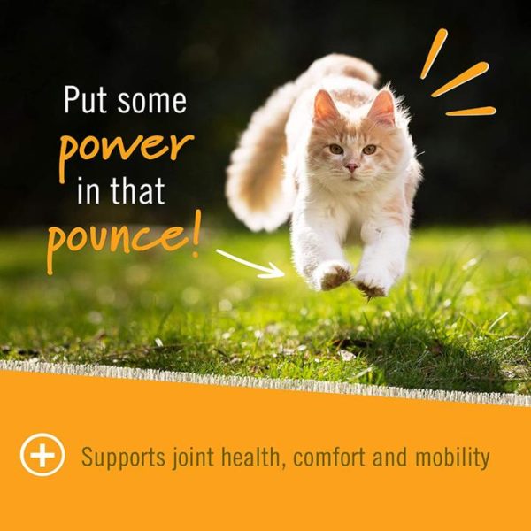 Pet Naturals Hip + Joint Cat Suplemen Sendi Kucing Tua Glucosamine MSM - Image 3