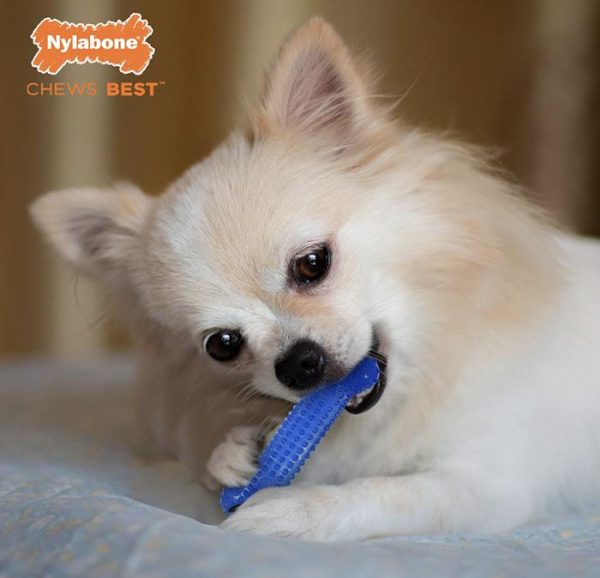 Nylabone FlexiChew Dog Bone Dental Kit Chew Mainan Gigit Anjing Kecil - Image 4